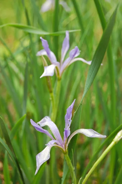 Bellissimi fiori viola campana — Foto Stock