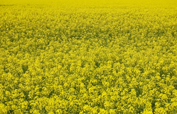 Colza jaune sur le champ de printemps — Photo