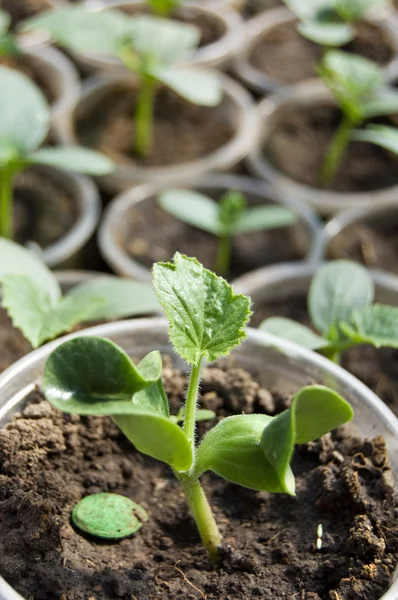 stock image Small sprouts of soy