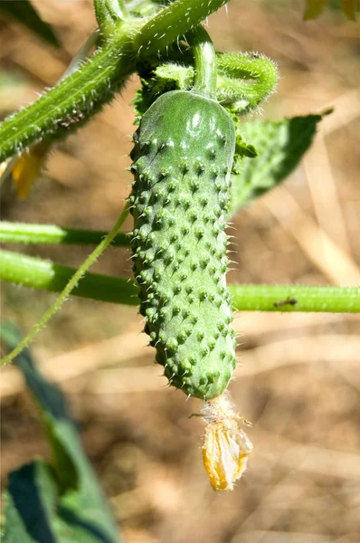 stock image Cucumber and its flower in a kitchen garden