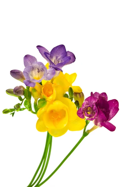 Fresia amarilla y violeta sobre blanco — Foto de Stock