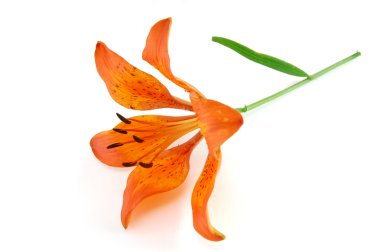 Orange lily isolated on white background clipart