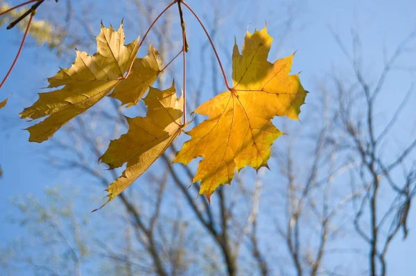 Herbstgelbe Blätter — Stockfoto