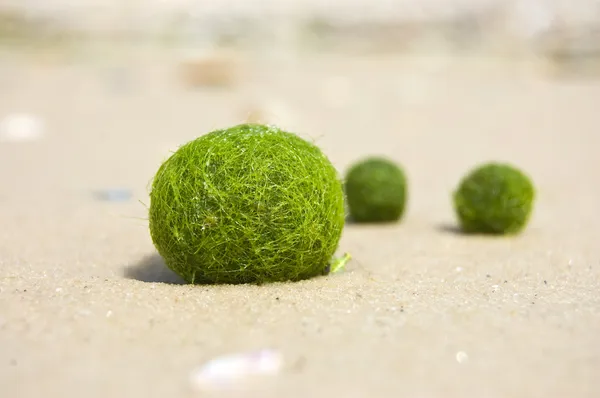 Seaweed on the sand — Stock Photo, Image