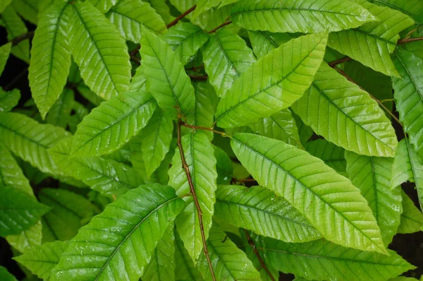 stock image Green leaves in sunny day