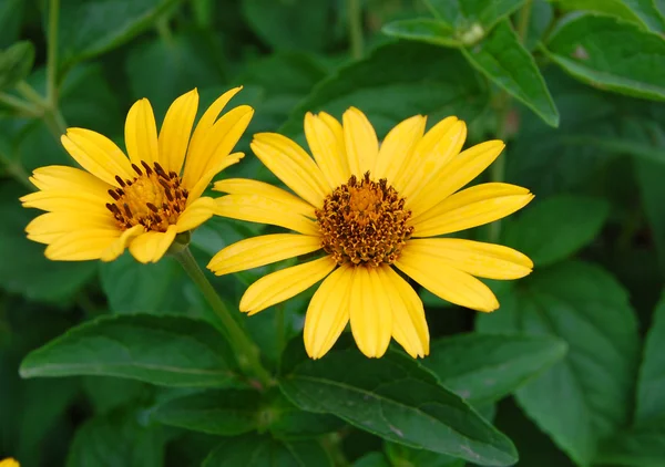 Beautiful yellow bell flowers — Stock Photo, Image