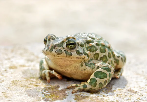 stock image Big toad