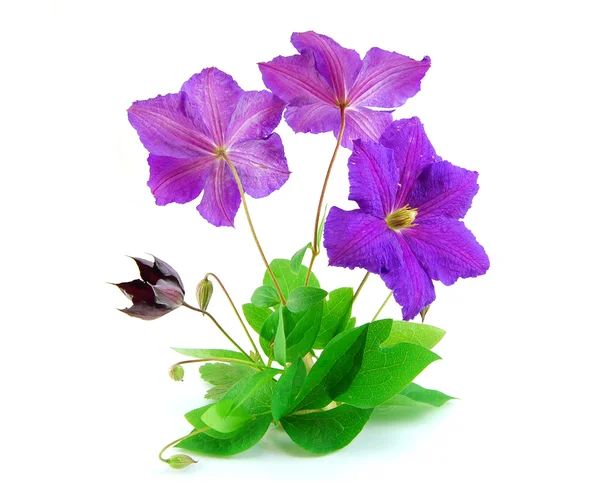 美丽的紫罗兰色花白色上孤立 — 图库照片