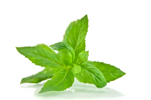 Fresh-picked mint leaves — Stock Photo, Image