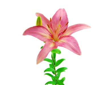 Pink lily isolated on white background clipart