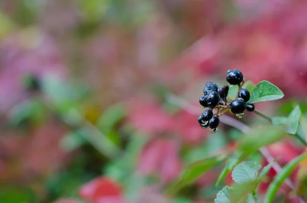 Bunte Herbstblätter und Beeren — Stockfoto