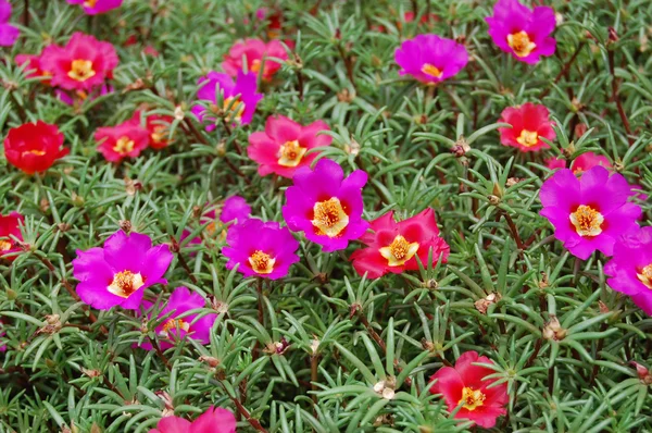Beautiful purple bell flowers — Stock Photo, Image
