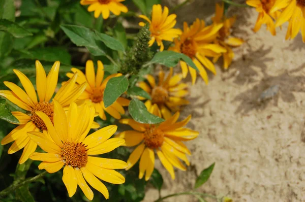 Hermosas flores de campana amarilla —  Fotos de Stock