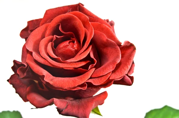 白で赤いバラ — ストック写真