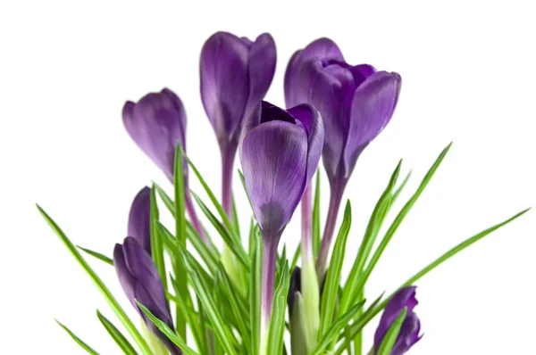 Beautiful violet flower isolated on white — Stock Photo, Image