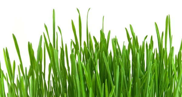 Beyaz arkaplanda yeşil çimenler — Stok fotoğraf