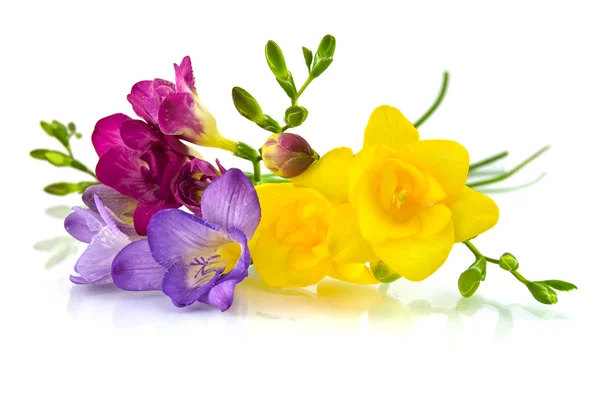 Frísia amarela e violeta em branco — Fotografia de Stock