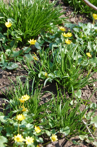 緑の牧草地の春の黄色の花 — ストック写真