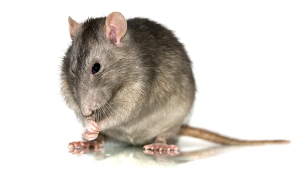 stock image Rat isolated on white