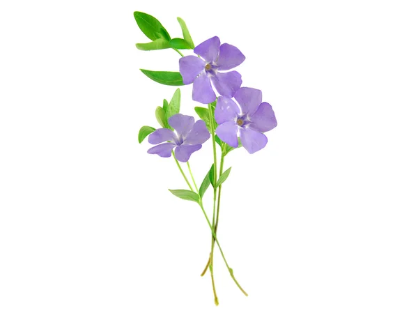 Bela flor azul isolado no branco — Fotografia de Stock