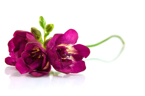 Fresia violeta em branco — Fotografia de Stock