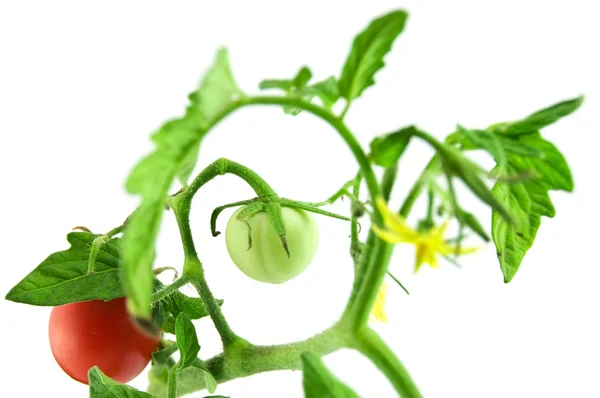 Tomates rouges isolés sur fond blanc — Photo