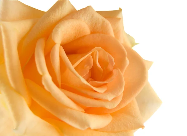 Stock image Orange rose on the white