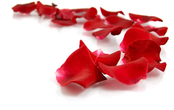 Rose petals Royalty Free Stock Images