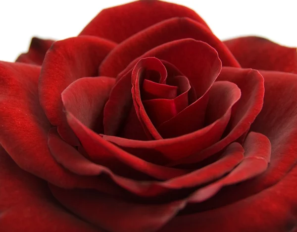 Rudá růže na bílé — Stock fotografie