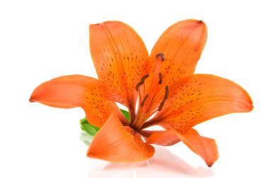 Orange lily isolated on white background clipart