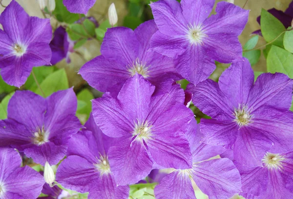 Krásný Fialový květ — Stock fotografie