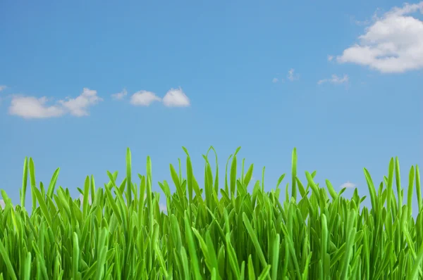 Fresh green grass under blue sky — ストック写真