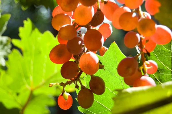 Glowing red grapes close-up — Stock Photo, Image