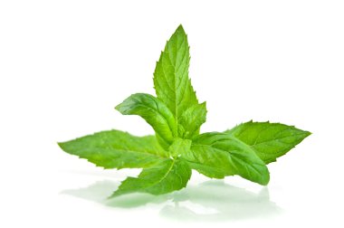 Fresh-picked mint leaves clipart