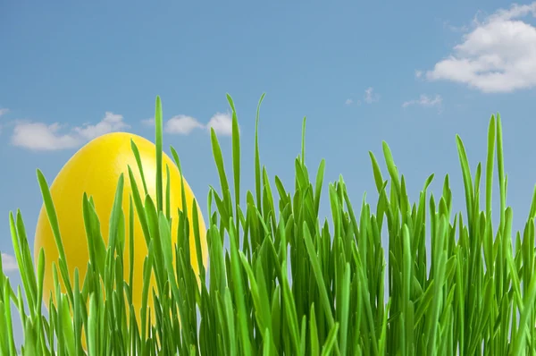 Žlutá velikonoční vejce v zelené trávě pod modrou oblohou — Stock fotografie