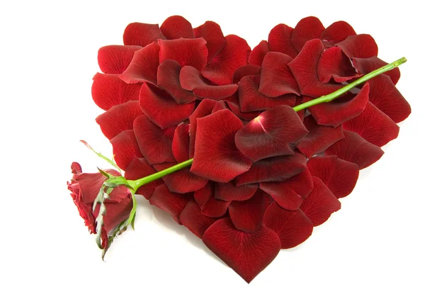Лепестки роз в форме сердца — стоковое фото