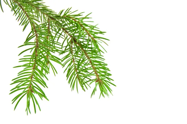 Pine tree branch isolated on white backgrond — Stock Photo, Image