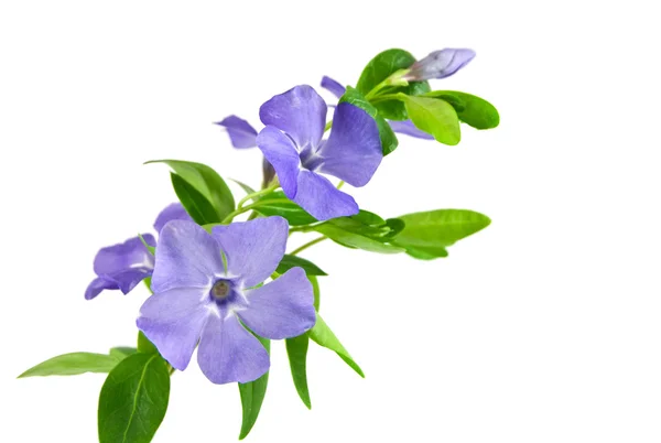 Красива синя квітка ізольована на білому — стокове фото