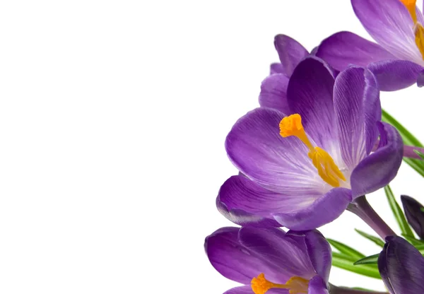 Mooie paarse bloem geïsoleerd op wit — Stockfoto