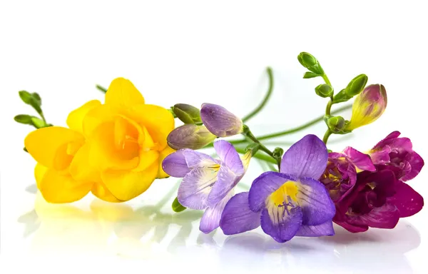 Frísia amarela e violeta em branco — Fotografia de Stock