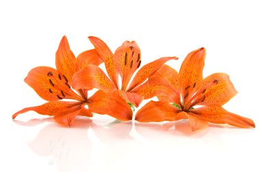 Orange lily isolated on white background clipart