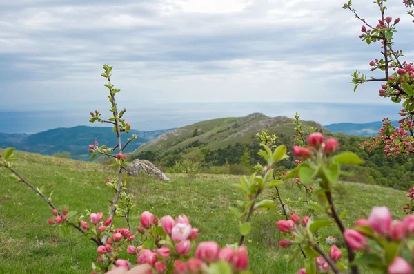 Stock image Apple blossoms