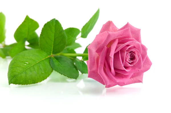 Pink rose op de witte — Stockfoto