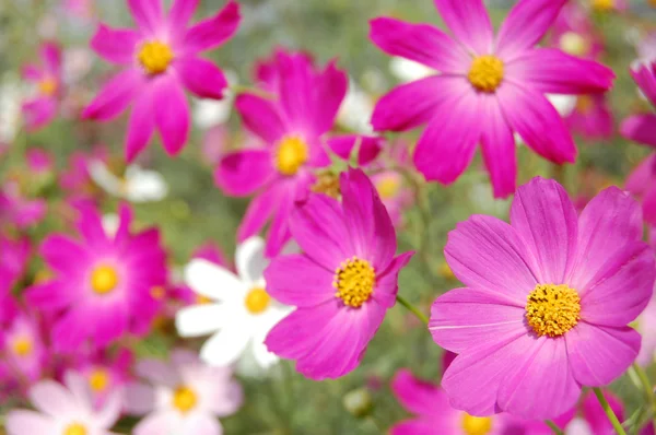 Güzel pembe çan çiçekleri — Stok fotoğraf