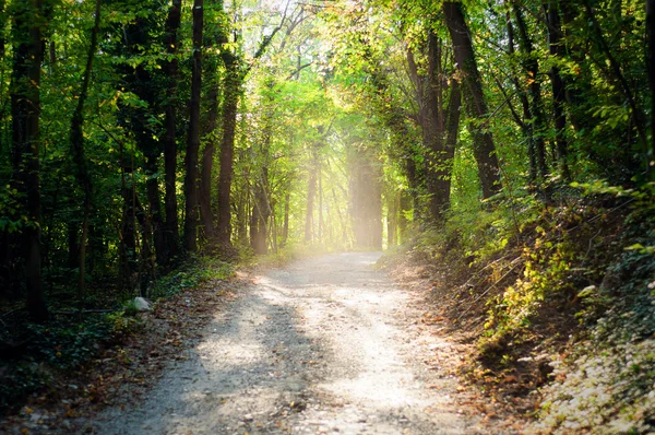 Stock image Sun filtering in the chestnut wood