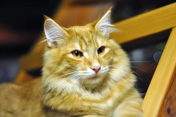 Červené Norská lesní kočka portrét Royalty Free Stock Obrázky