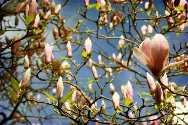 Overvloedige Magnolia's van het prachtige — Stockfoto
