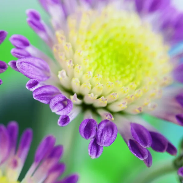 Daisy flowers — Stock Photo, Image