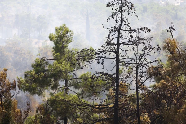 Humo de fuego forestal — Foto de Stock