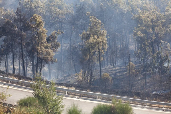 森林火災の煙 — ストック写真